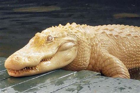 Meet Pearl One Of The Worlds Rare Albino Alligators Natural World