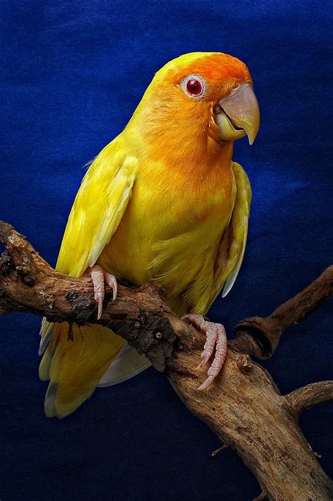 You can only carry a max amount of 45 gold coins in your inventory. Tips Mengembalikan Performa Lovebird Betina dan Jantan ...