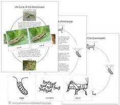 Chew parts of their mouth and eat something like goats. Life Cycle of A Cricket/Grasshopper Grasshoppers are ...