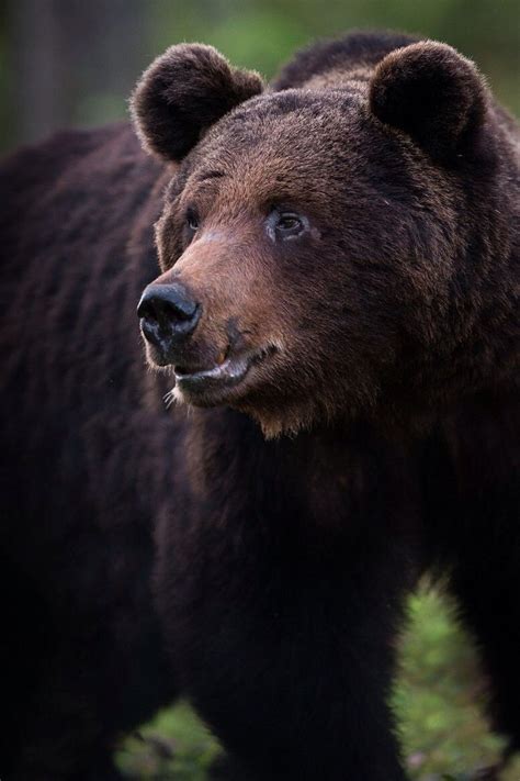 Grizzly Bear Animal Portraits Ii Pinterest Bears