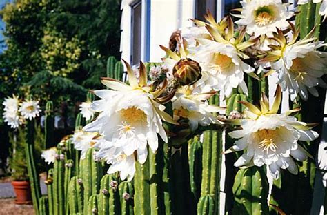 San pedro cactus, botanical name echinopsis pachanoi, is an ideal accent plant that can add lots of character and interest to any landscape! Trichocereus Pachanoi, San Pedro Cactus