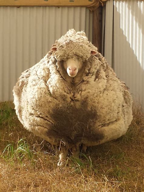 “shrek 1994 2011 Was A Merino Sheep From New Zealand He Escaped And Avoided Shearing For Six