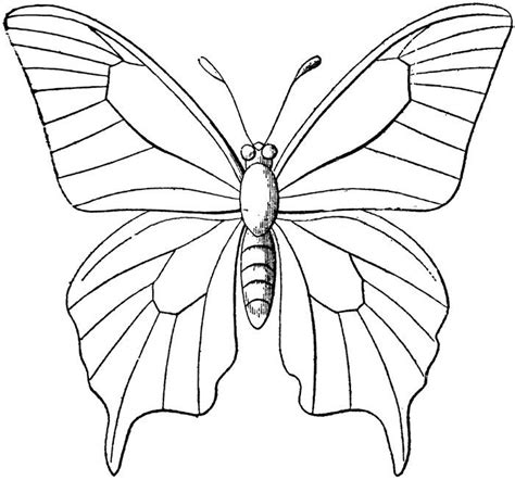 Image result for butterfly image | Butterfly outline, Butterfly