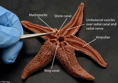 Sea Star Water Vascular System Vascular Radial Nerve Sea Star