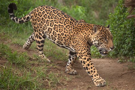 Jaguares de córdoba 2020 fikstürü, iddaa, maç sonuçları, maç istatistikleri, futbolcu kadrosu, haberleri, transfer haberleri. Noticias de la conservación de jaguares en México ...