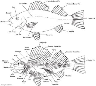 Class Osteichthyes - p1osteichthyes2013