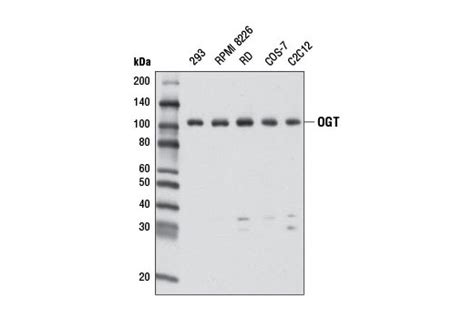 Ogt Antibody Cell Signaling Technology