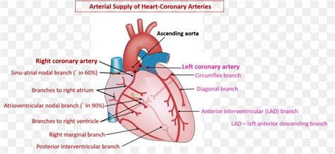 Narrowed coronary arteries are dilated maximally to increase blood flow to ischemic tissues. Coronary Circulation Coronary Arteries Heart Right ...