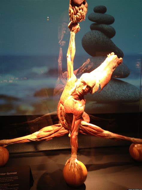 Body Worlds Pulse Why Actually Seeing Health Ills Can Motivate Better