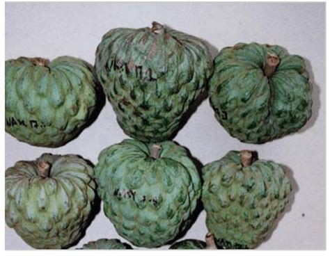 What does a cherimoya fruit taste like? Cherimoya fruits (Scheldman, 2002) | Download Scientific ...