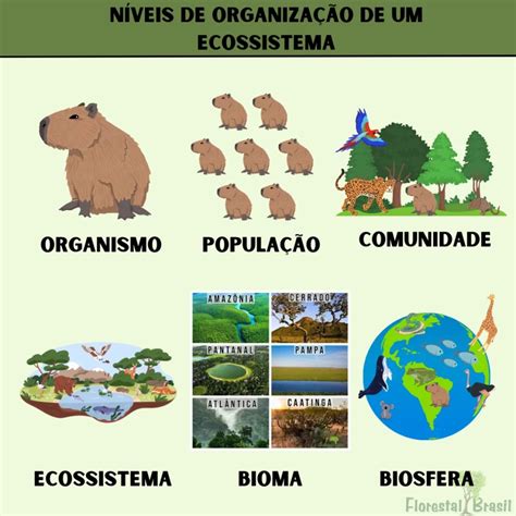 Níveis De Organização De Um Ecossistema Florestal Brasil