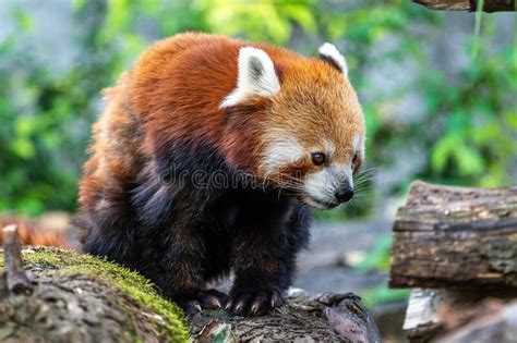 The Red Panda Ailurus Fulgens Also Called The Lesser Panda Stock