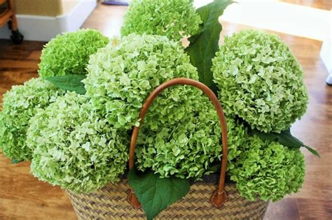 Make sure you choose blooms that are healthy and attractive. The Secret Tip for Drying Hydrangeas » The Tattered Pew