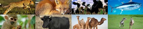 FOR THE (NON-HUMAN) ANIMALS – Collectively Free