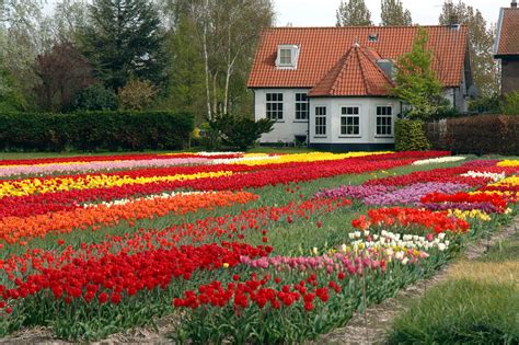 Flower Houses