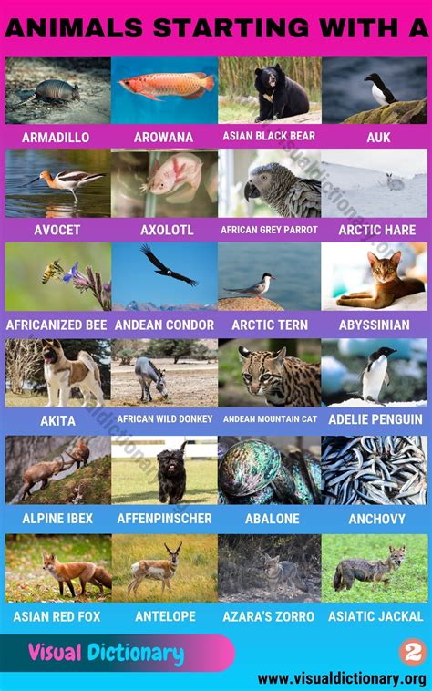 Animals that Start with A: Useful List of 45+ Animals Starting with A