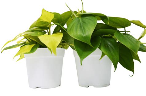 2 Philodendron Variety Pack Live Indoor House Plant