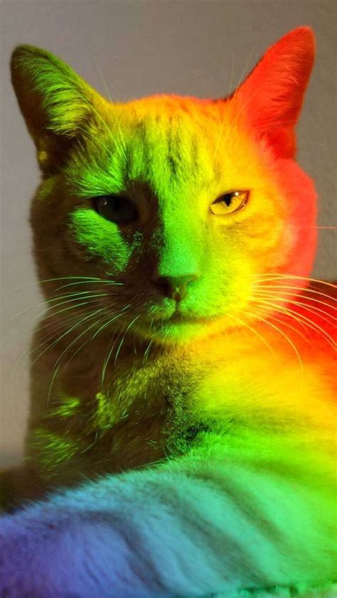 Pin By Holly On Cats Animals Rainbow Cat Cats