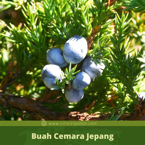 Hal pertama yang diketahui adalah bentuknya lebih memanjang dan tipis. Ciri Ciri Pohon Cemara Jepang (Juniperus procumbens) Di ...