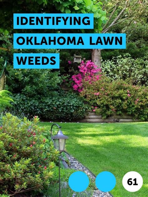 Learn Identifying Oklahoma Lawn Weeds How To Guides Tips And Tricks