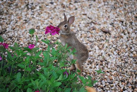 Rabbit Smelling Flowers Smelling Flowers Super Cute Animals Animals