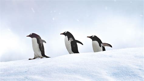 Download Wallpaper 2048x1152 Penguins Birds Snow Walk Ultrawide