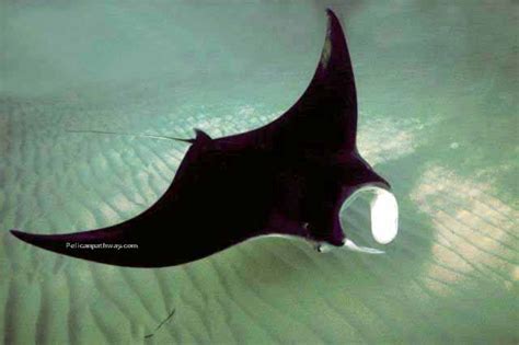 Manta Ray Facts And Pictures Animal Wildlife