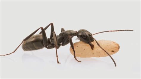 The Ant Super Organism E O Wilson Of Ants And Men Pbs