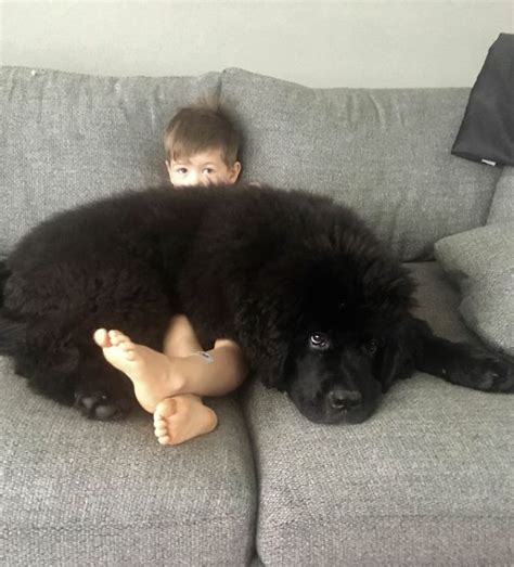 Meet The Funny Newfoundland Dogs