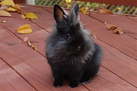Black Lionhead Enjoys Autumn — The Daily Bunny Cute Bunny Pictures