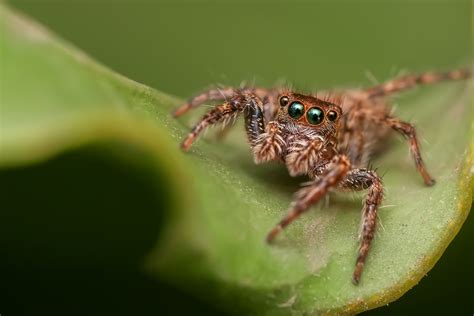 One of the best ways to kill spiders and keep them out of your garage is to make use of a peppermint oil solution. How to Identify Maryland Spiders | Owlcation