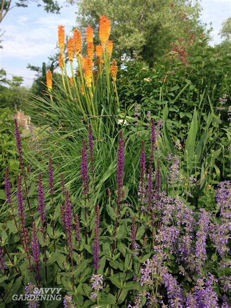 Click through to the master list to see images and more information about these perennials where available. Purple Perennial Flowers: 24 Brilliant Choices for Gardens