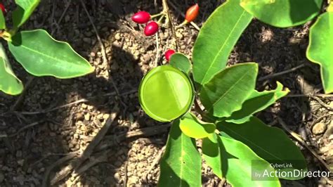 VIDEO SOBRE LA PLANTA DE LA ~COCA EN IQUITOS PERÚ. - YouTube