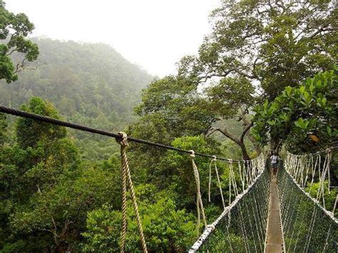 The easy way and time save. Taman Negara - Explore the truly tropical life!