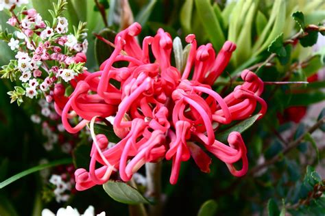 In western and southern regions, the hottest month is april; Swallows Nest Farm: Tasmanian Waratahs