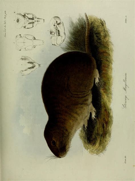 V 2 1841 Transactions Of The Zoological Society Of London