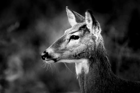 Female Deer Photograph Print Wildlife Photography Animal Etsy