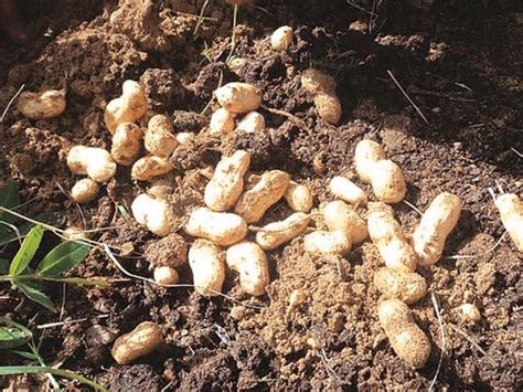 How a peanut grows is pretty interesting. Crops In Pots: I grow peanuts. Do you?