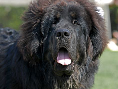 Tibetan Mastiff Dog Breed Information All About Dogs