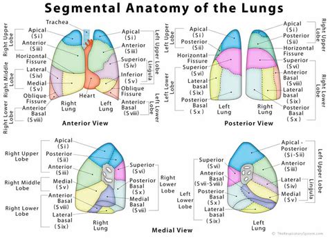Left Lung