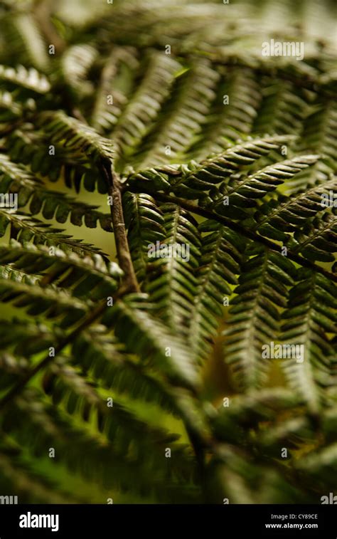 New Zealand Fern Fronds In Close Up Stock Photo Alamy