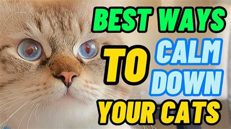 How To Calm Down Your Cats Akosi Bing Youtube