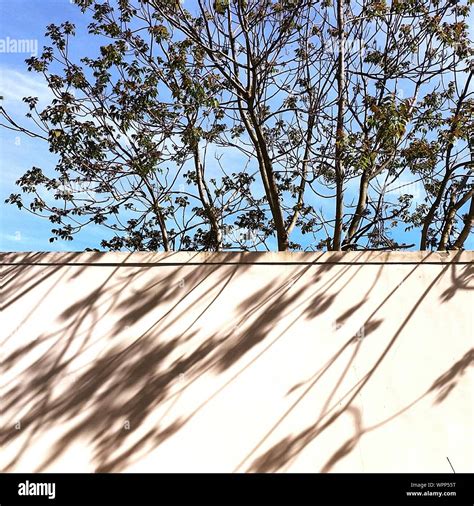 Tree Shadow On Wall Hi Res Stock Photography And Images Alamy