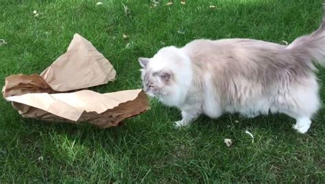 Your cat may vomit once or twice but then seem the vomit is bloody or accompanied by loss of appetite, lethargy, or diarrhea. What to Know About Cat Vomiting and Diarrhea and How to ...