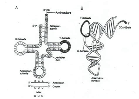 Der aufbau dieser proteine findet jedoch außerhalb des zellkerns statt, nämlich an den sogenannten ribosomen. Genetik › Translation (Proteinsynthese)