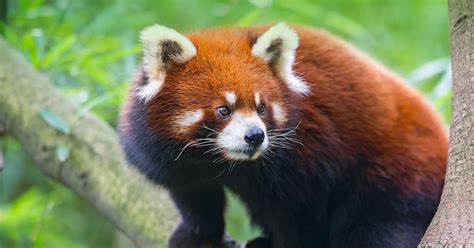 Why Are Red Pandas Endangered Red Panda Characteristics