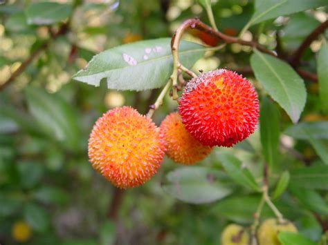 Filearbutus Sp Fruit Wikimedia Commons