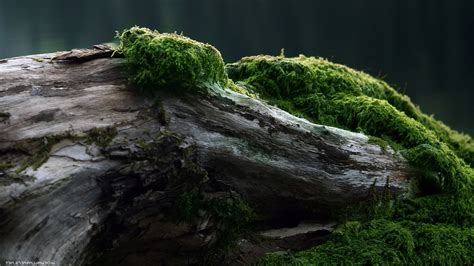Wood Forest Moss Green Trees Nature Wallpapers Hd Desktop And