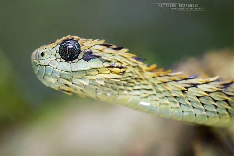rough scaled bush viper atheris hispida matthieu berr… flickr