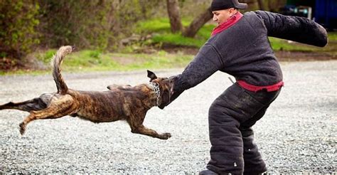 Heres How To Defend Yourself Against Dog Attack